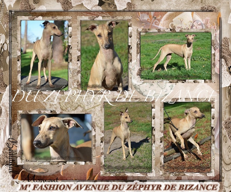 M' fashion avenue Du Zéphyr De Bizance