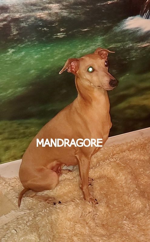 Mandragore des princes de minos