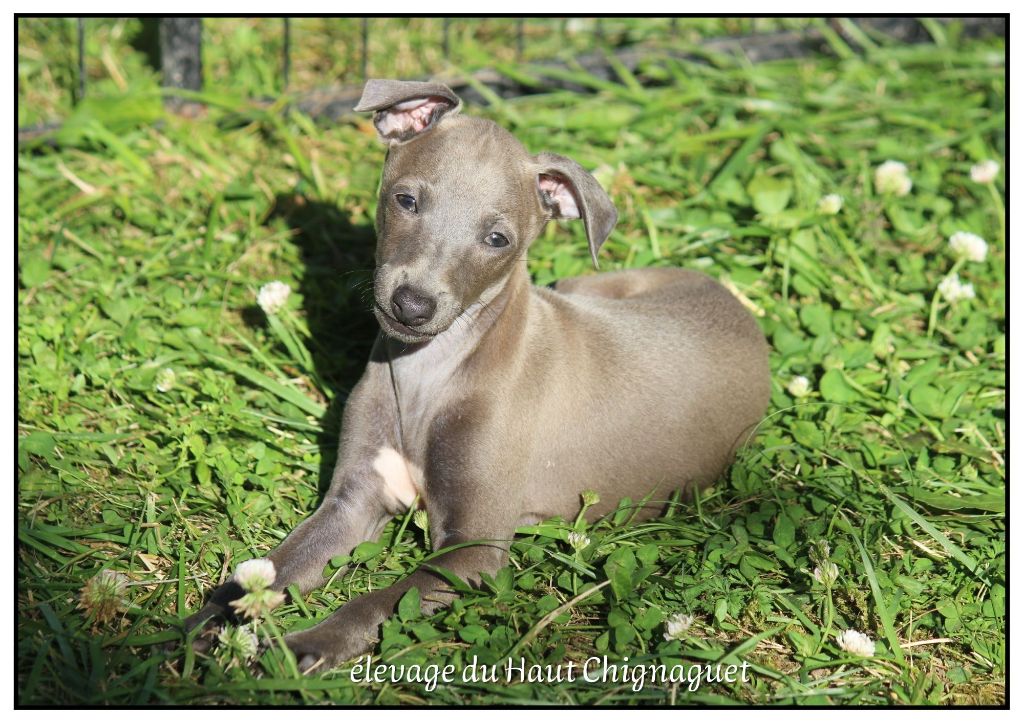 chiot Petit Levrier Italien Du Haut Chignaguet