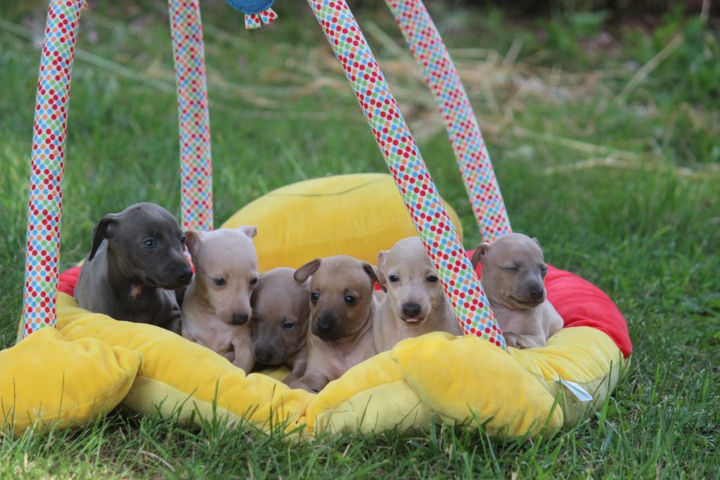 chiot Petit Levrier Italien Du Haut Chignaguet