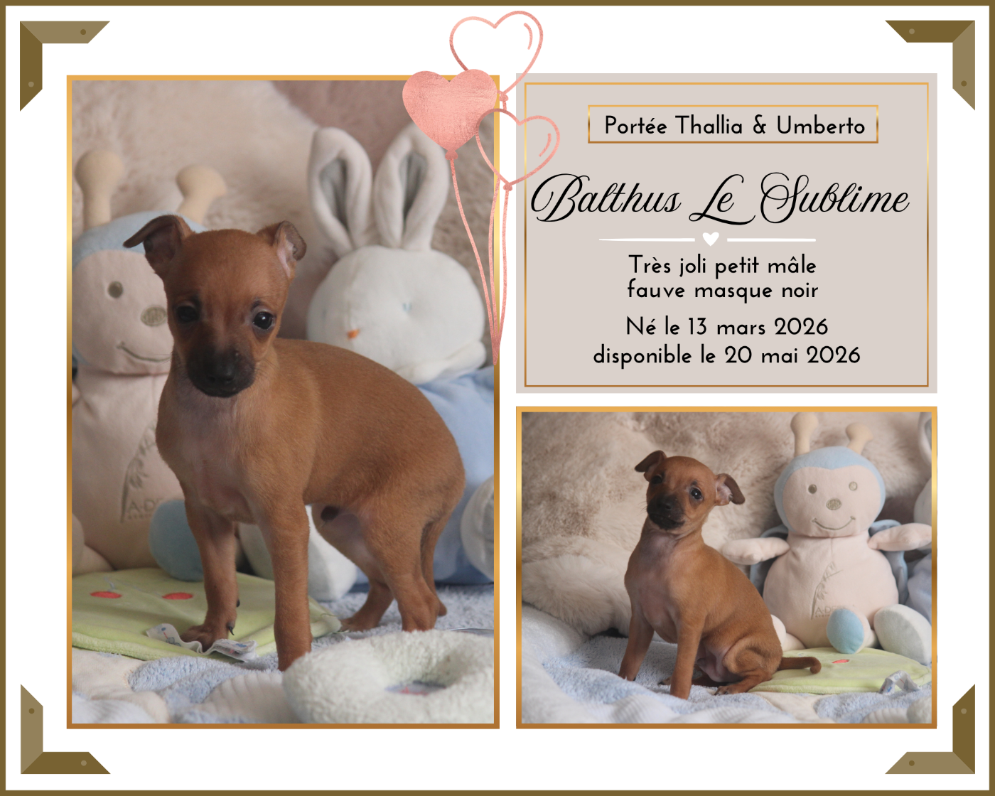 Du Haut Chignaguet - Chiots disponibles - Petit Levrier Italien