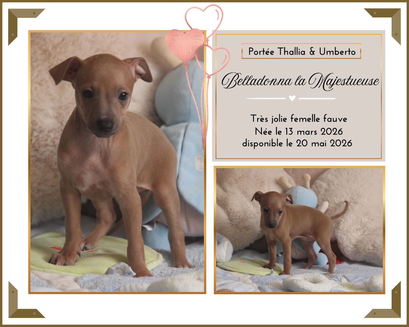 Du Haut Chignaguet - Chiots disponibles - Petit Levrier Italien