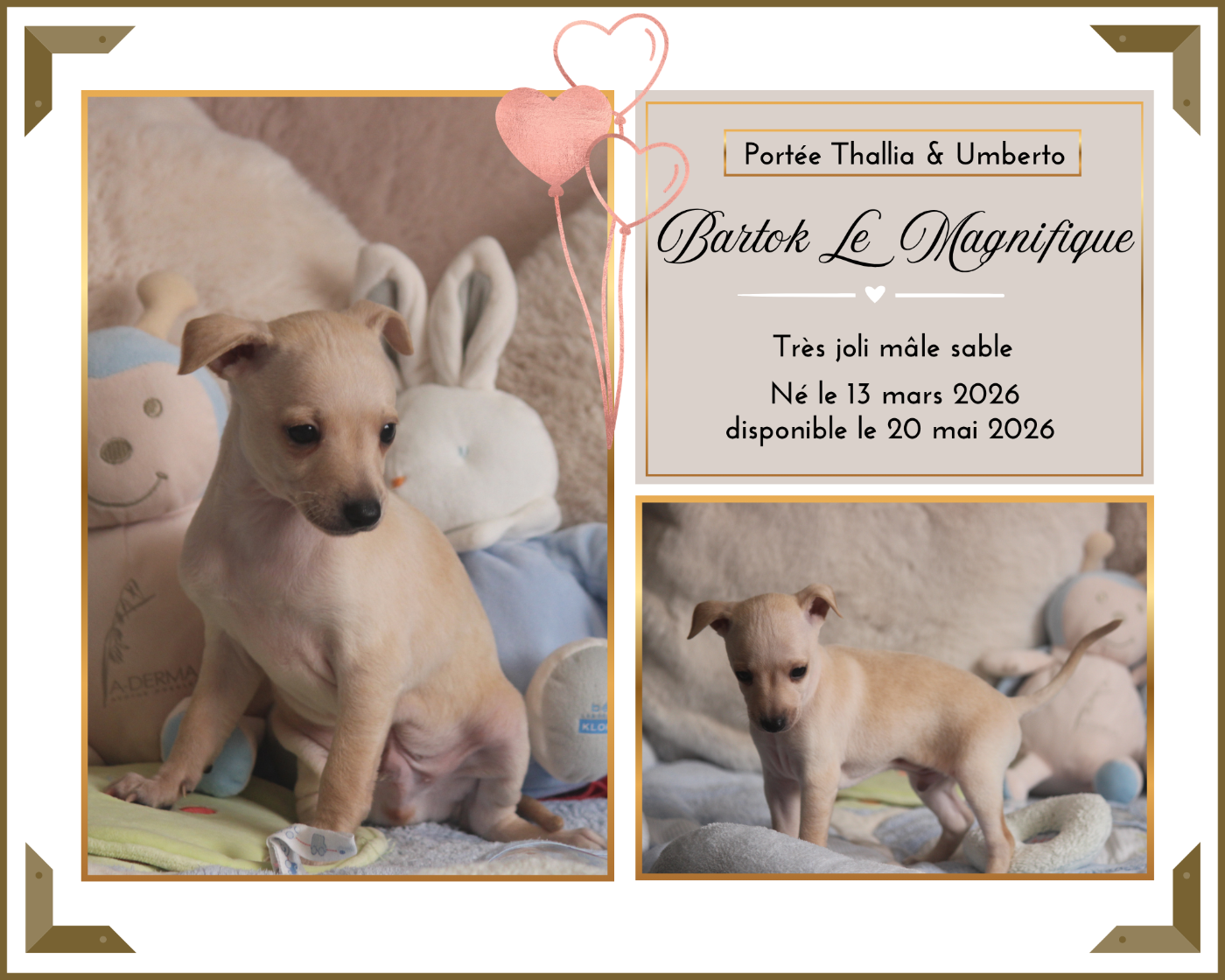 Du Haut Chignaguet - Chiots disponibles - Petit Levrier Italien
