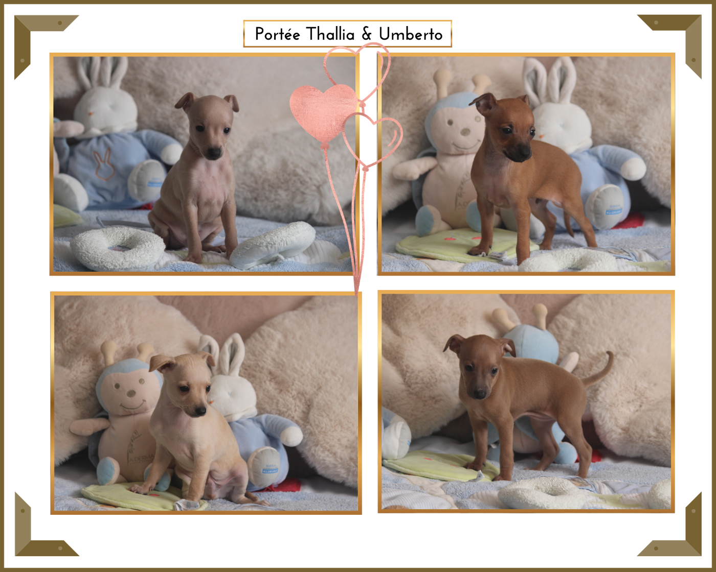 Chiot Petit Levrier Italien Du Haut Chignaguet