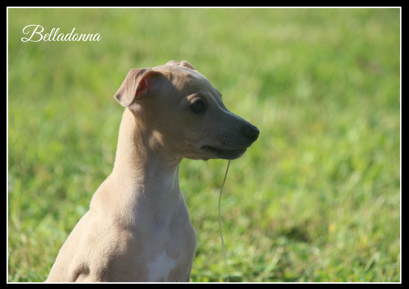 Du Haut Chignaguet - Chiots disponibles - Petit Levrier Italien
