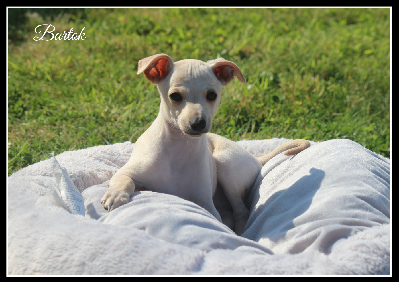Du Haut Chignaguet - Chiots disponibles - Petit Levrier Italien