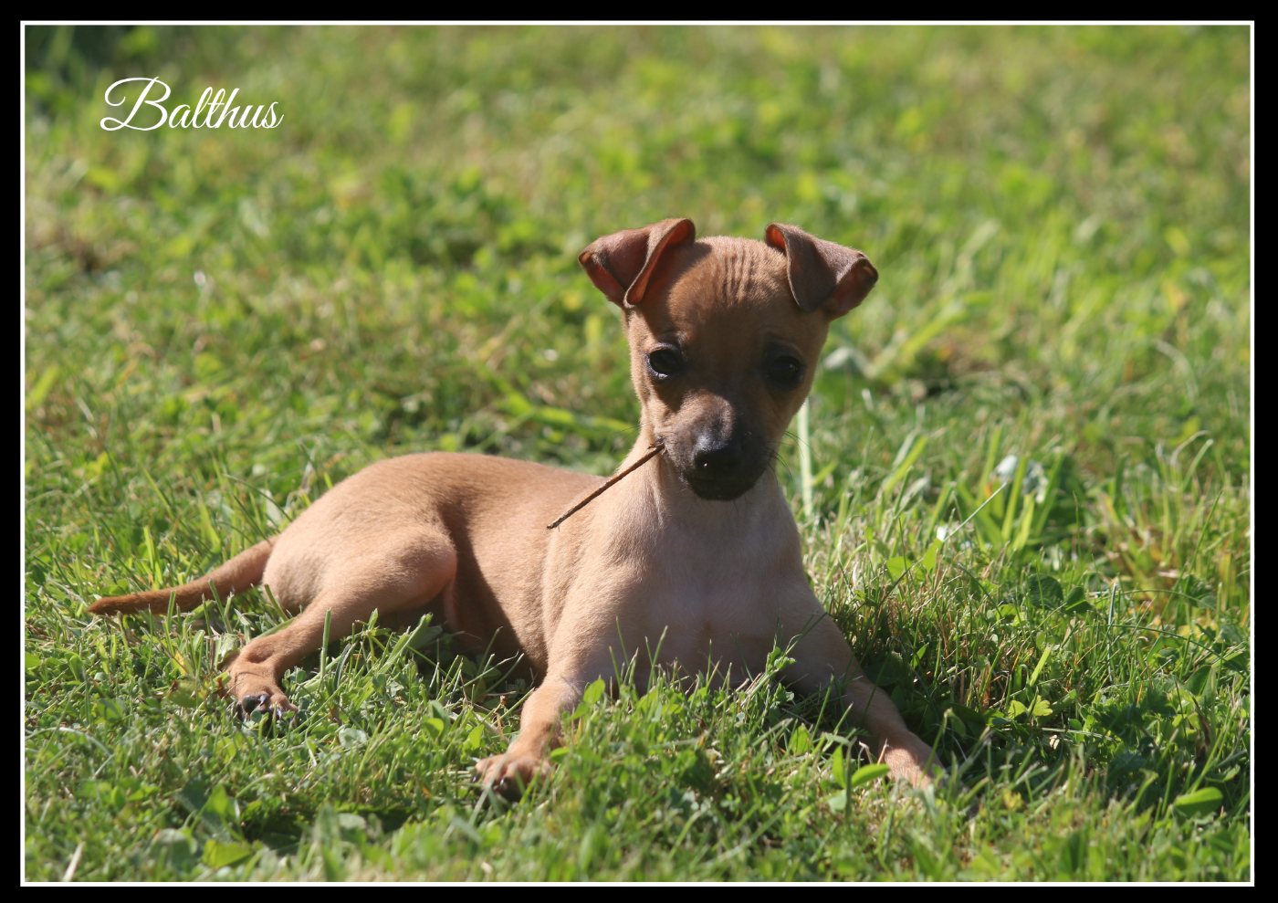 Du Haut Chignaguet - Chiots disponibles - Petit Levrier Italien